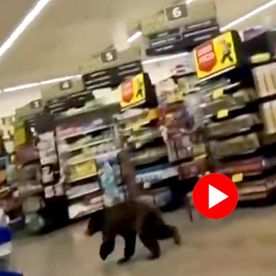 Video of bear walking into Arizona grocery store goes viral dgtl