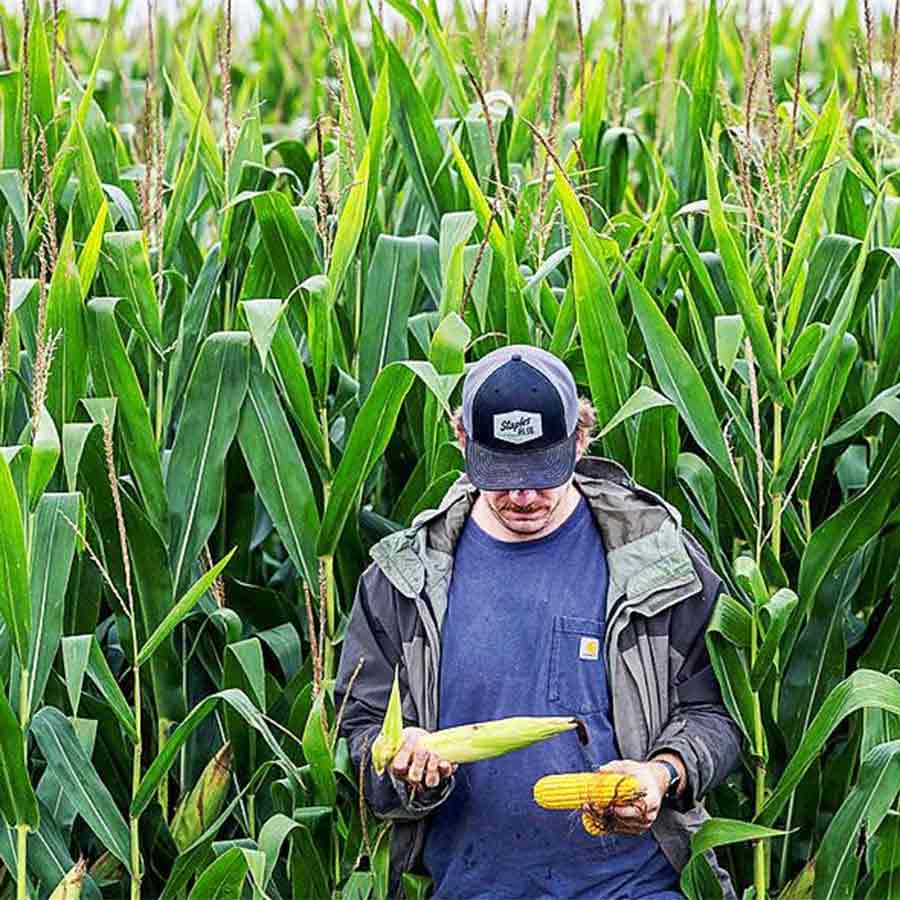বিপন্ন: শুল্কযুদ্ধের কারণে ক্ষতিগ্রস্ত আমেরিকার কৃষিজীবীরা।