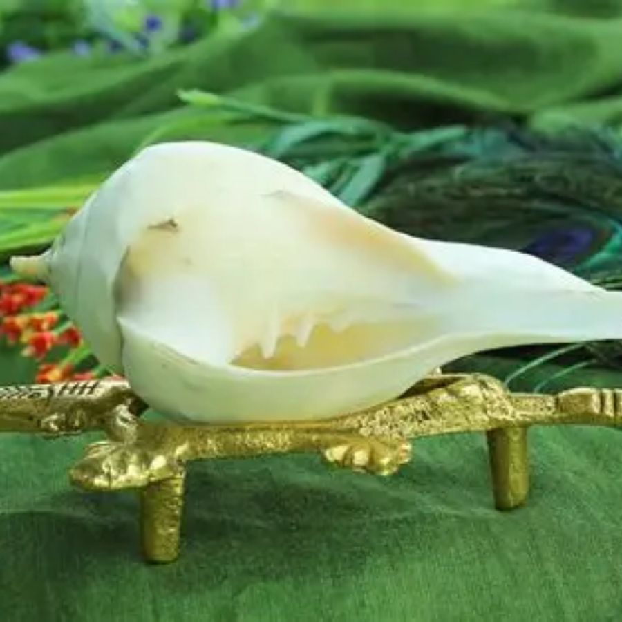 দক্ষিণাবর্ত শঙ্খ দেবীর ভীষণ প্রিয়। এটি বাড়িতে রাখা উচিত। 