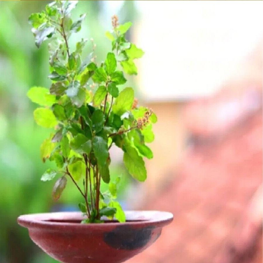 যাঁদের বাড়িতে তুলসি গাছ রয়েছে তাঁরা এ দিন অবশ্যই তুলসি গাছের পুজো করুন। 