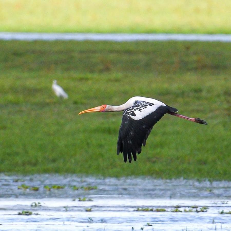 কাজিরাঙায় রঙিলা বক।