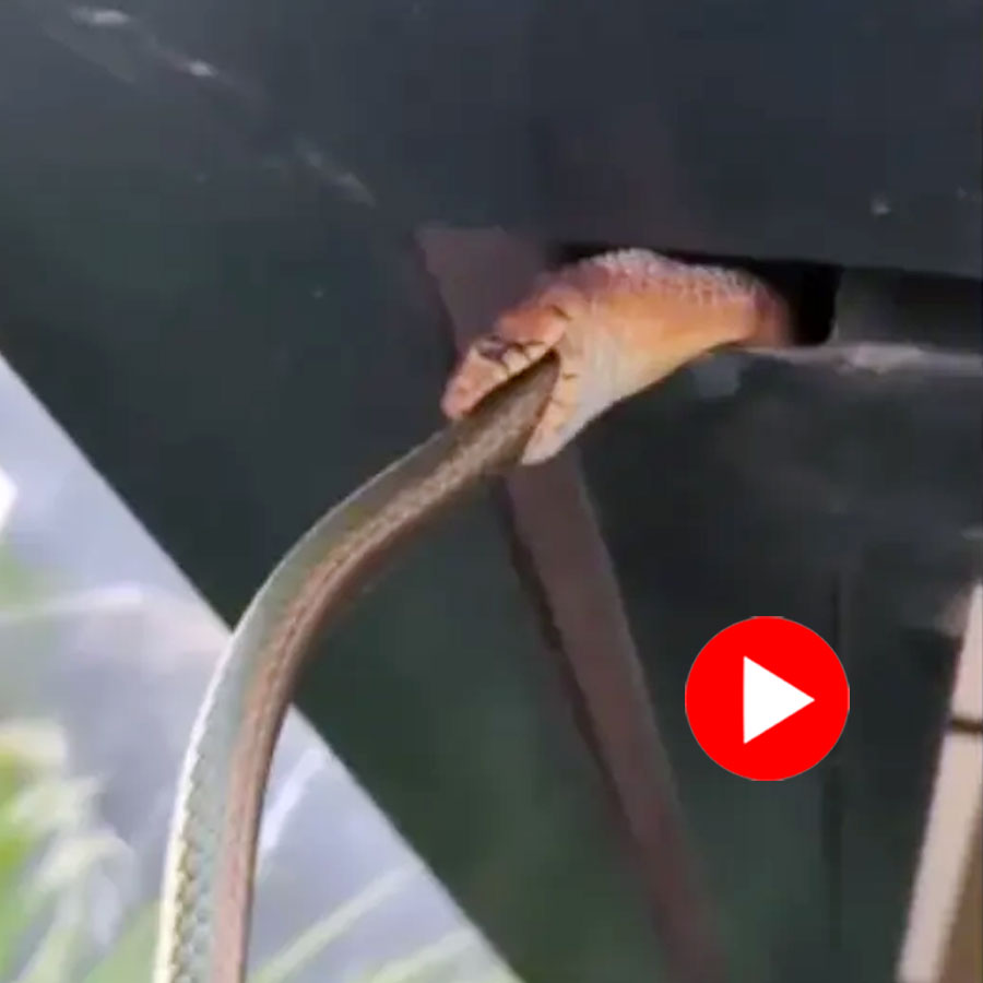 venomous snake eating another snake