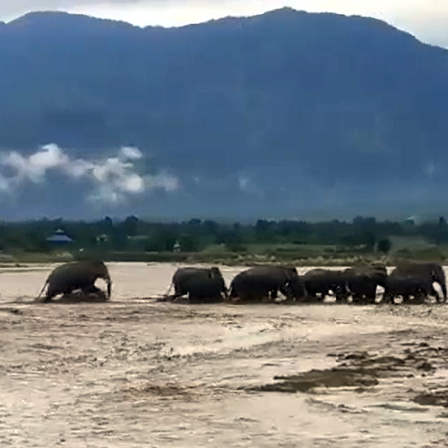 Wildlife endangered in North Bengal due to heavy rain and landslide dgtld