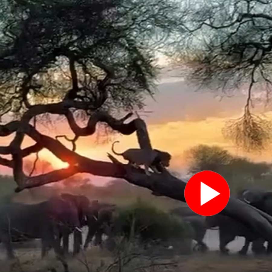 Video of herd of elephant chasing lion from tree goes viral dgtl