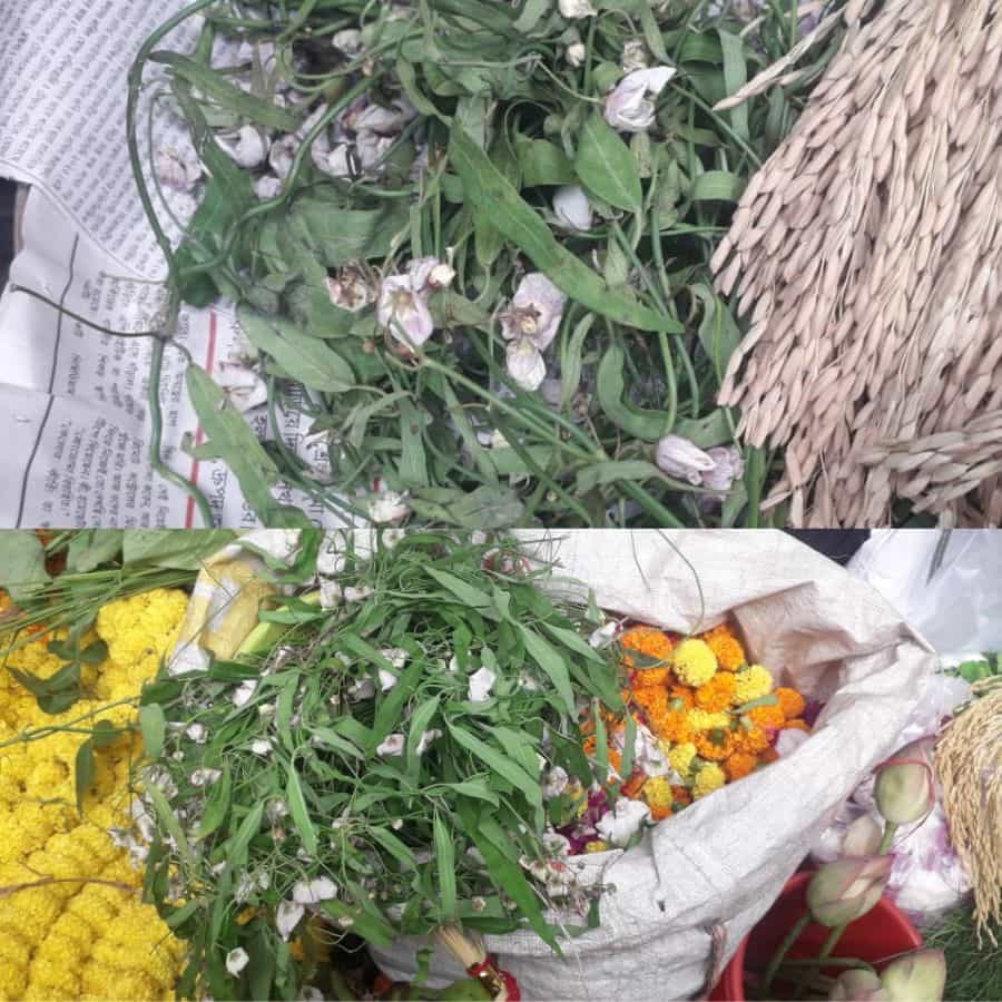 টুনি ফুল আদ্যন্ত শরতের ফুল। গাঁ-গঞ্জে খাল-বিলের ধারে, জলজ জায়গায়, চরার পাশে ঝোপঝাড়ে এর জন্ম। লতানো উদ্ভিদ, পাতার ফাঁকে ফাঁকে দেখা মেলে সাদা, গন্ধহীন ফুলের। নাম নলটুনি। আবার কেউ কেউ বলেন টুনি ফুল। লক্ষ্মী দেবীর প্রিয়তম ফুল। শরৎ পূর্ণিমায় টুনি ফুল ছাড়া শ্রীদেবীর পুজো হয় না।