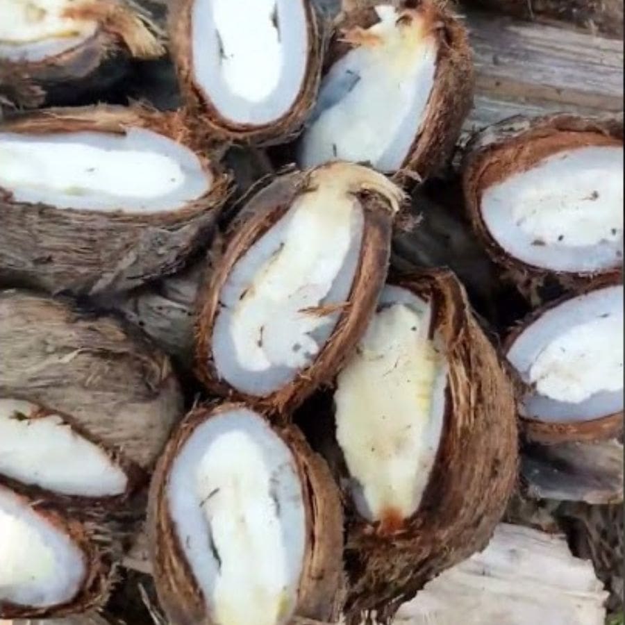 গ্রাম-গঞ্জে বর্ষাকালে থরে থরে সাজানো বিবর্ণ তালআঁটির দেখা মেলে। আঁটিগুলো মাটিতে রাখতে হয়। যা শরৎকালে দেবভোগ্য হয়ে ওঠে। বর্ষায় জল পড়ে আঁটি থেকে অঙ্কুর বের হয়। অঙ্কুর মাটিতে প্রবেশের আগে তুলে নিতে হয়। তার পর আশ্বিন-কার্তিক মাসে আঁটি ভাঙলে বা কাটলে দেখা যায় ভিতরে তৈরি হয়েছে নারকেলের শাঁসের মতো সাদা বস্তু। ওটাই তালের ফোঁপরা বা তাল ফোঁপর। কোজাগরী লক্ষ্মী পুজোয় তালের ফোঁপরা দেওয়ার রেওয়াজ রয়েছে। 