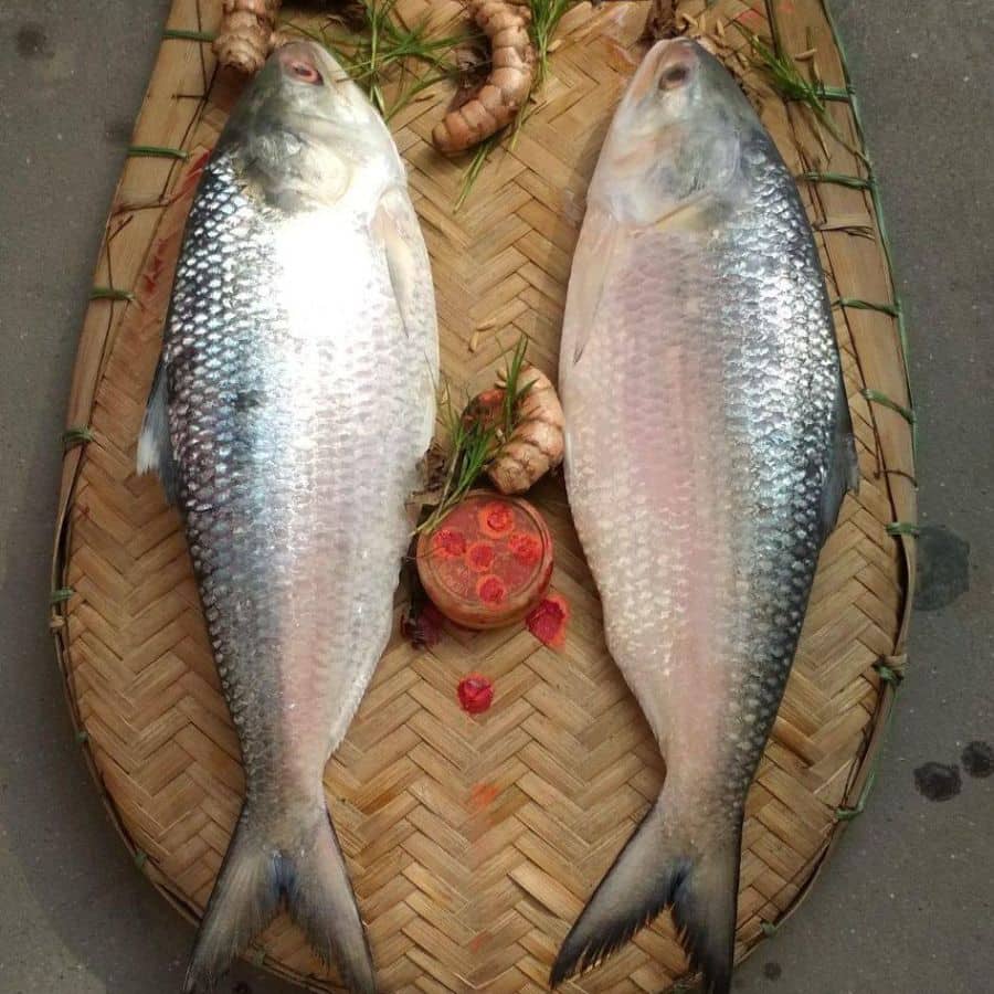 Bangal laxmi puja story of jora ilish offering and cultural significance dgtl