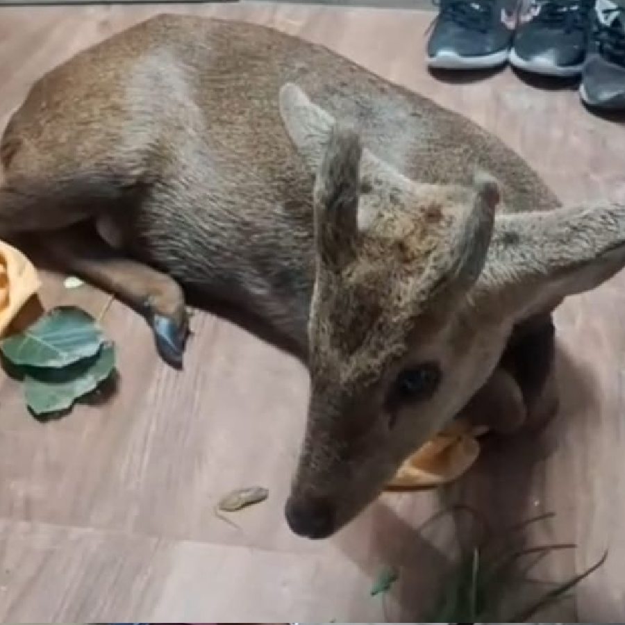 Barking deer