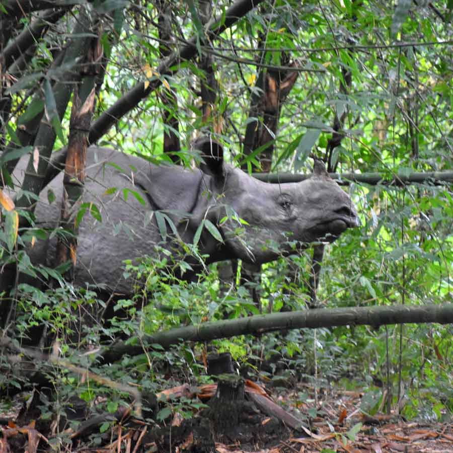 Concern rises regarding wild animals of the forest amid flood situation in North Bengal
