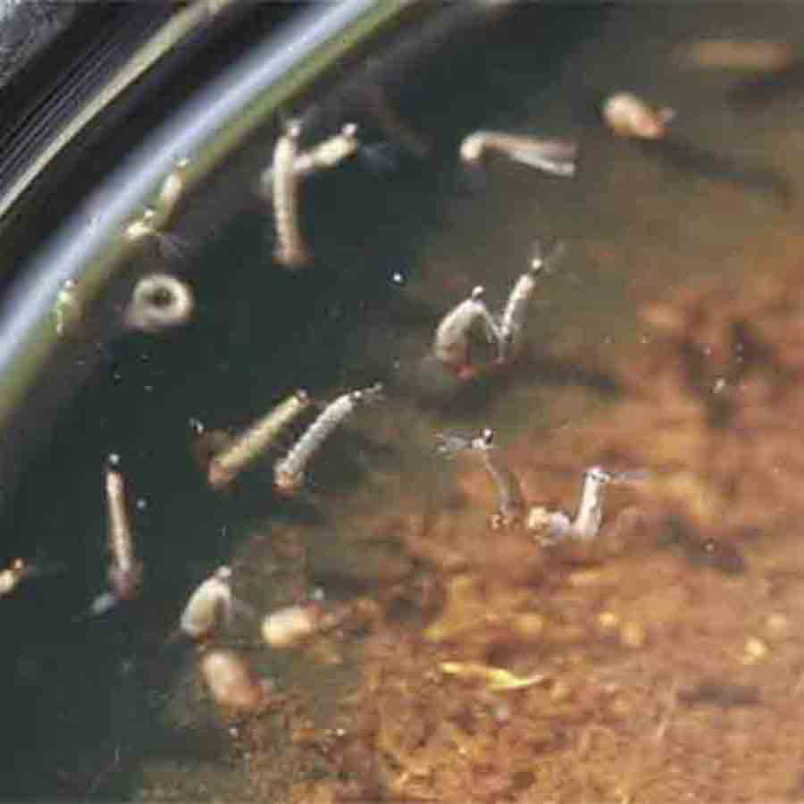 Bidhannagar Municipality workers found lots of larva in a housing after a girl died of Dengue in the same area