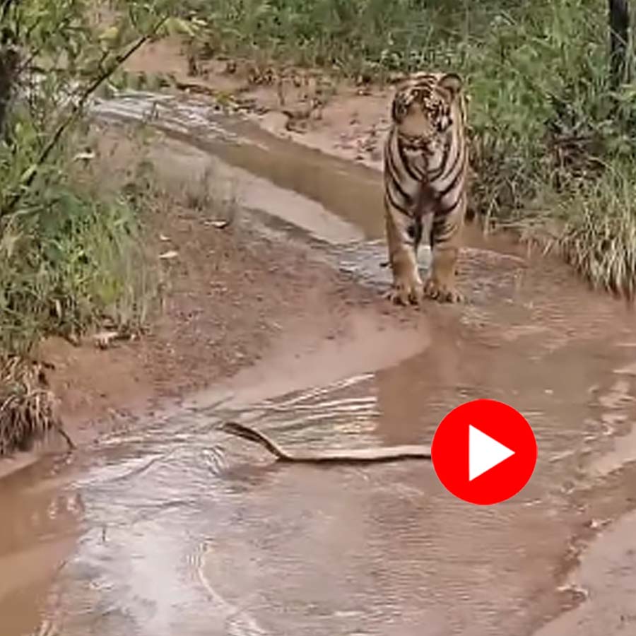 Video of tiger and cobra facing each other goes viral dgtl