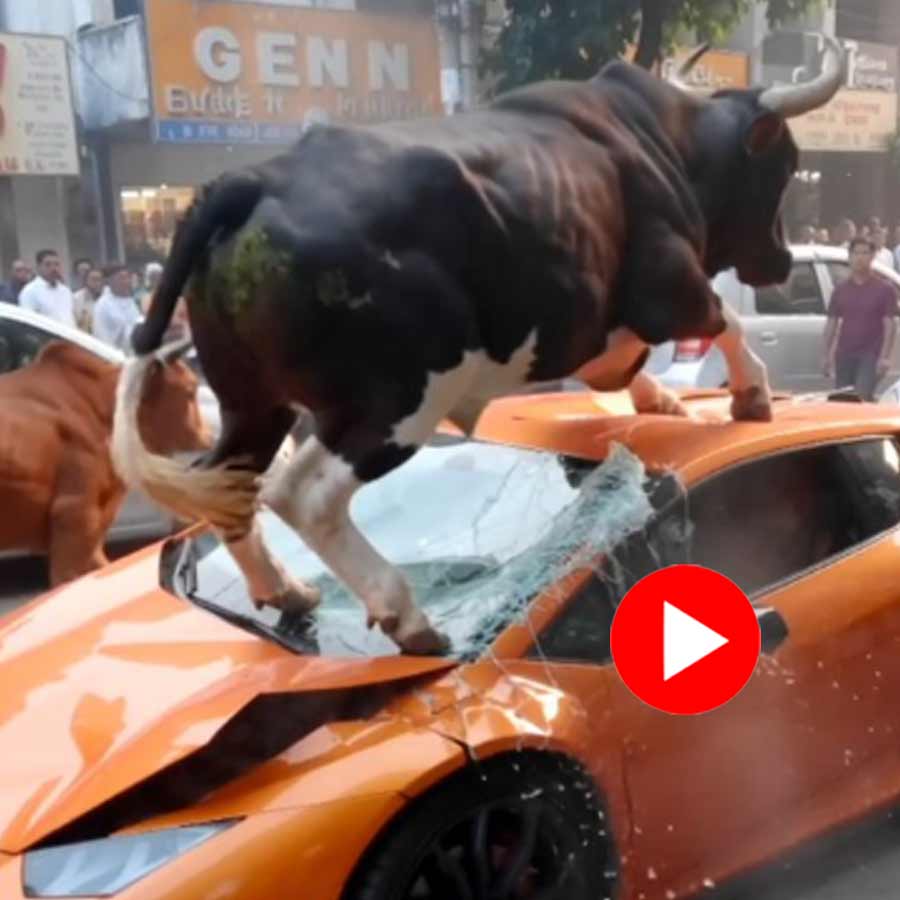 powerful bull suddenly charges lamborghini