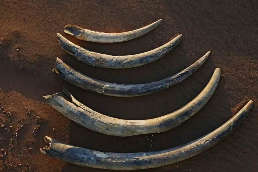 The Bom Jesus treasure