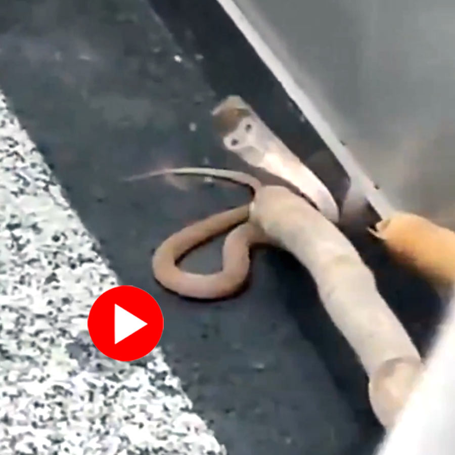 Video of cobra found in Noida’s society elevator, rescued later goes viral dgtl
