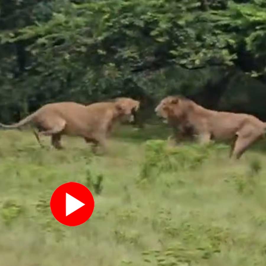 Video shows lion attacks lioness in Gujarat’s Gir