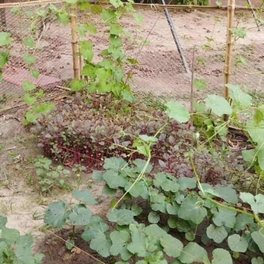 Government guidelines for using ‘kitchen gardens’ in schools, nutritious grains must be cultivated following scientific methods dgtl