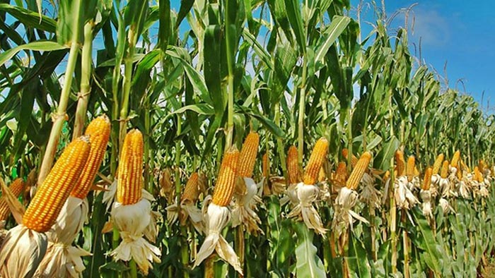 জনশ্রুতি অনুযায়ী, দক্ষিণ আমেরিকার পেরুতে ভুট্টার ছড়া দিয়ে প্রতীকী দেবী মূর্তি গড়তেন মহিলারা। তাতেই পুজো করতেন। পুজোর দিন এই মূর্তিকে ঘিরে মহিলারা চুল খুলে নাচ করতেন। 