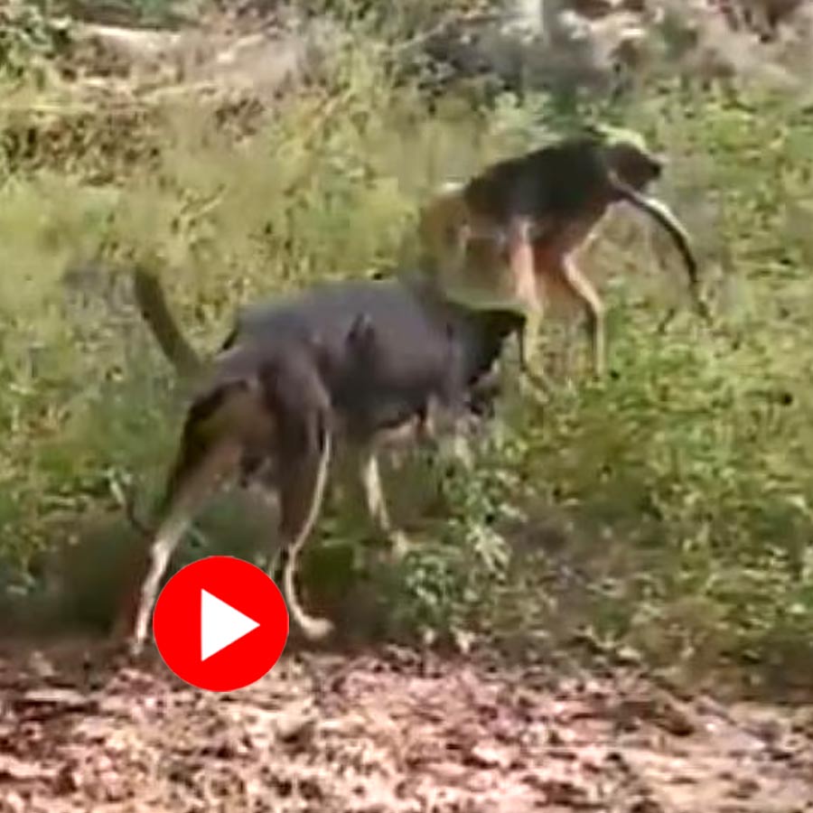 Pet Dogs Attack Cobra