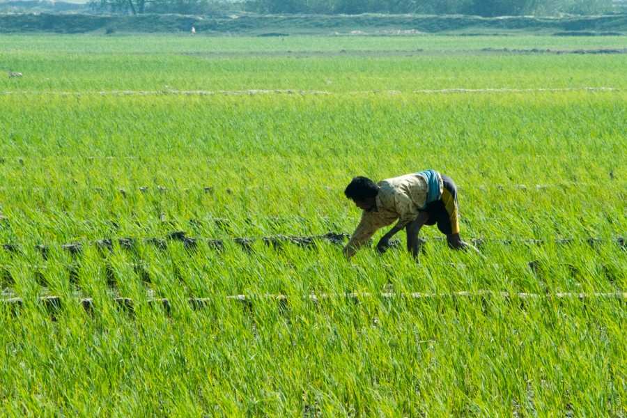 মাহিষ্য জনগোষ্ঠী একটা সময় কেবল মাত্র কৃষিকাজ করেই জীবন ধারণ করত। তাই, ক্ষেতের ফসলই ছিল তাদের প্রধান সম্পদ। 