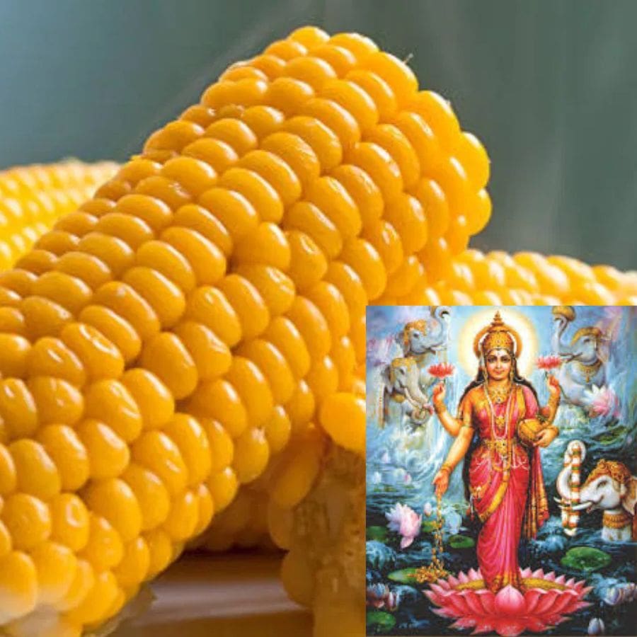  বাংলার লক্ষ্মীর মতোই এই মেক্সিকান লক্ষ্মী দেবীও শস্যের দেবী। তবে বাংলায় লক্ষ্মীশ্রীর প্রতীক যেমন ধানের ছড়া, তেমন এই দেশের লক্ষ্মীর প্রতীক ভুট্টা। 