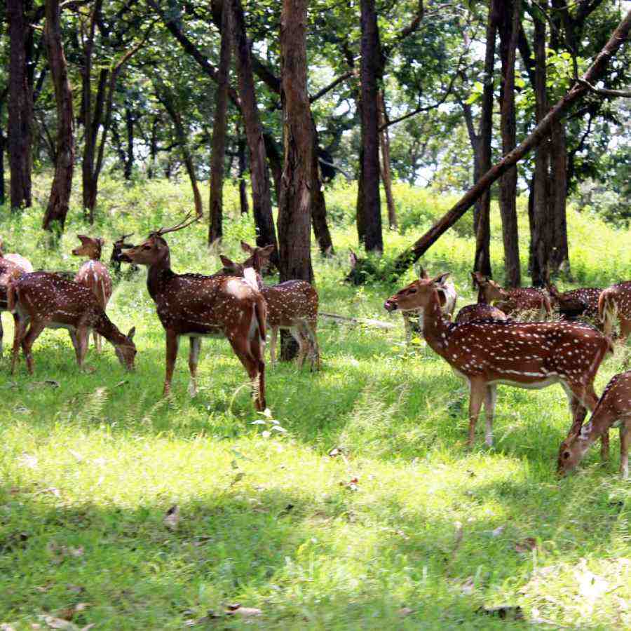 বান্দিপুর জাতীয় উদ্যান হরিণ, বাঘ, হাতি অসংখ্য বন্যপ্রাণের আশ্রয়স্থল।