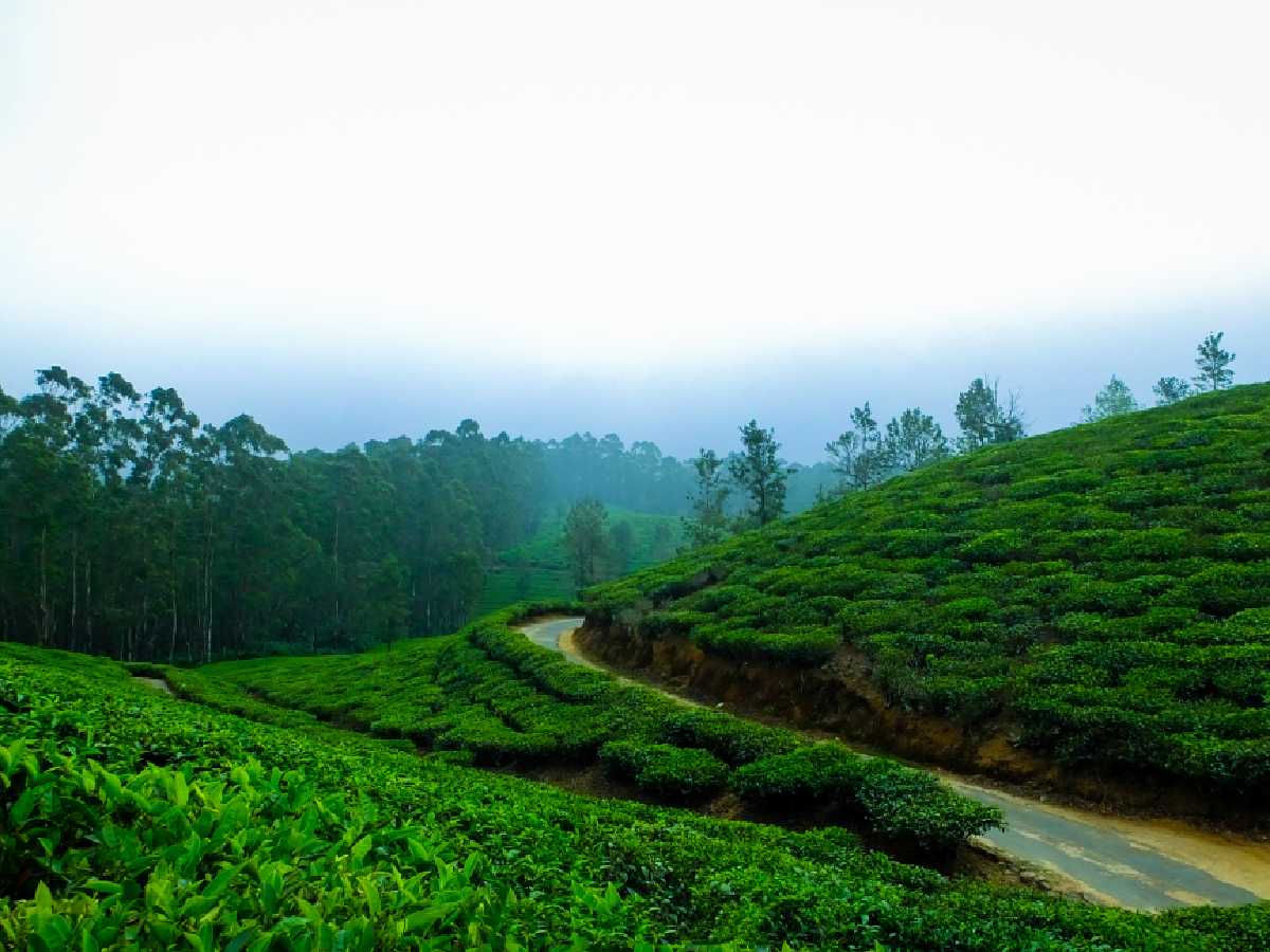 মুন্নারের সৌন্দর্য অনুপম।