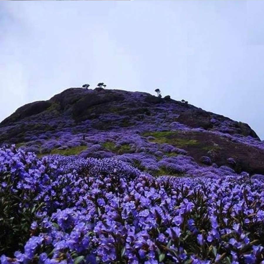 Visit 3 places to enjoy beauty of the Nilgiri hills dgtl