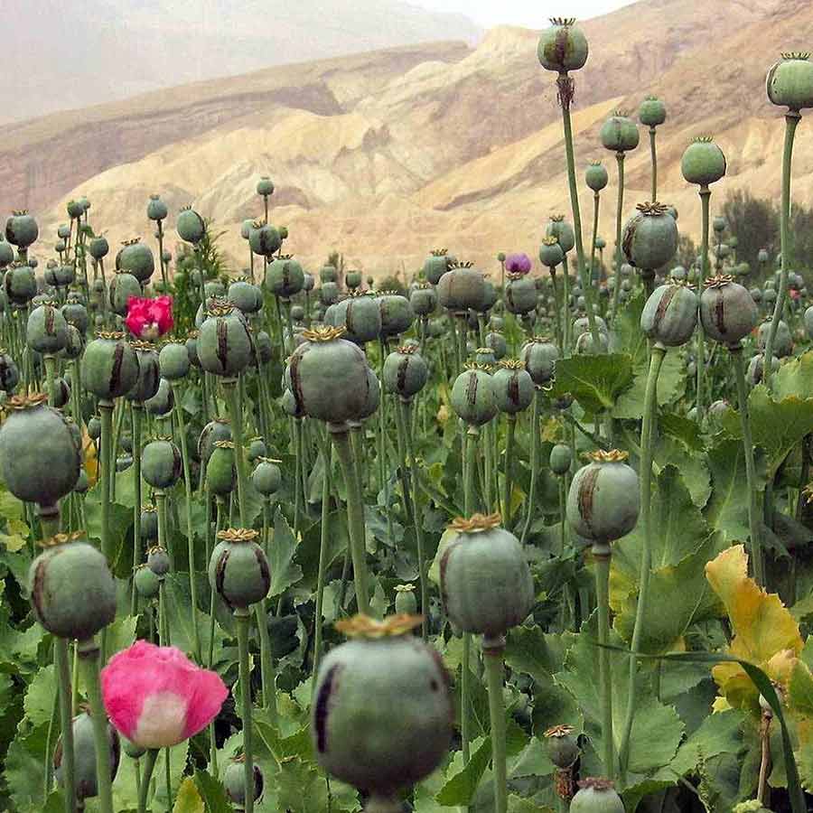 Pakistan trying to create Islamic NATO, while 34 Muslim countries facing famine 