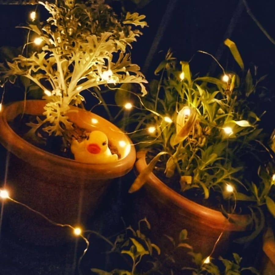 সবুজ গাছপালার মাঝে আলো ঝুলিয়ে দিলে বারান্দা বা বাগান হয়ে ওঠে স্বপ্নিল ও সুন্দর।