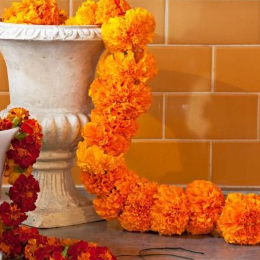 গাঁদা ফুলের মালা— কালীপুজোর অন্যতম পরিচিত ছবি। শুধু ঠাকুরের আসনে নয়, দরজায় বা বারান্দার রেলিংয়ে এই ফুলগুলি এক চমৎকার সুবাস আর শোভা যোগ করে।