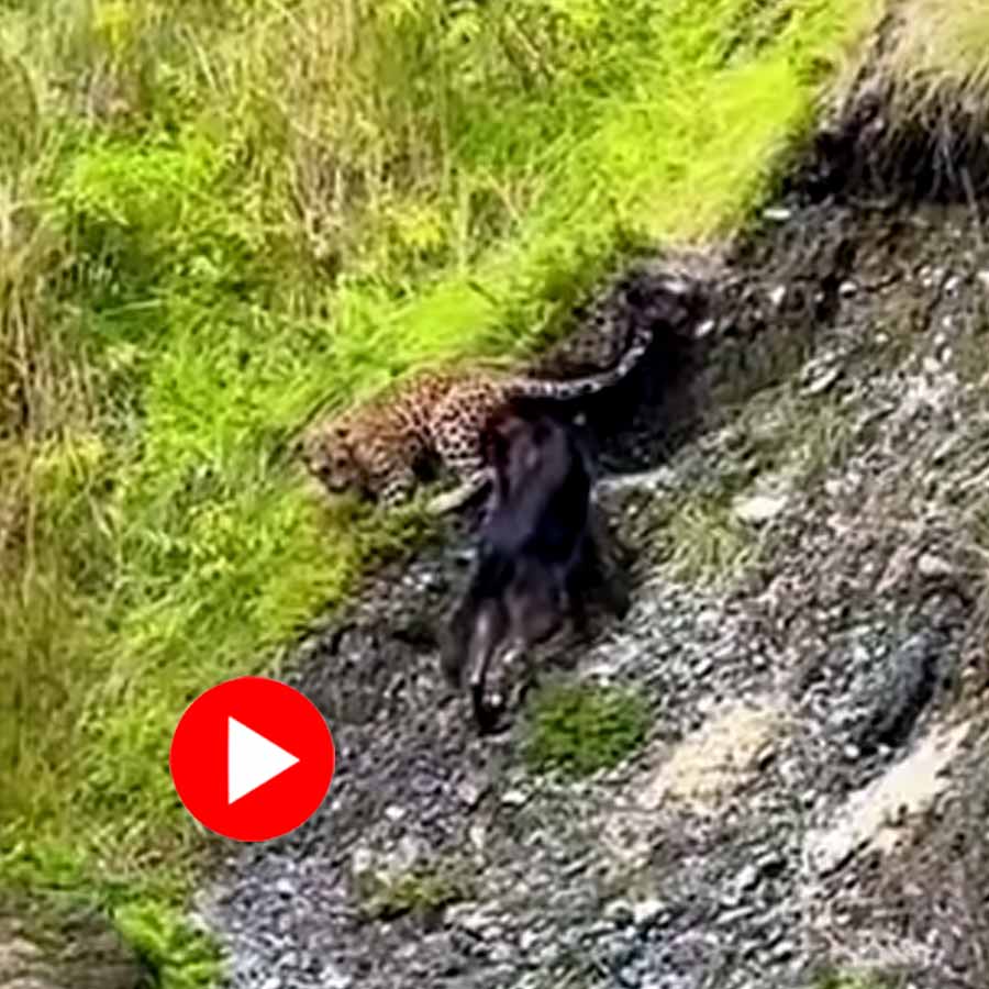 German shepherd dog attacked a leopard