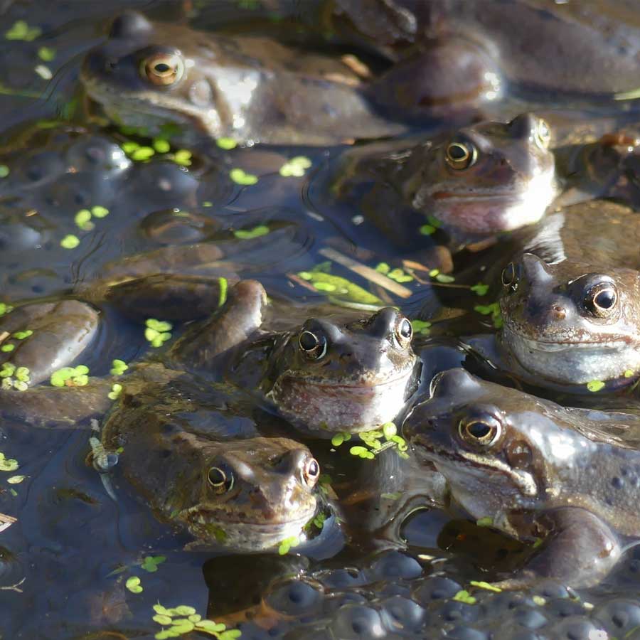 Woman from china swallow eight frog to treat back pain as per local remedy, then this happened