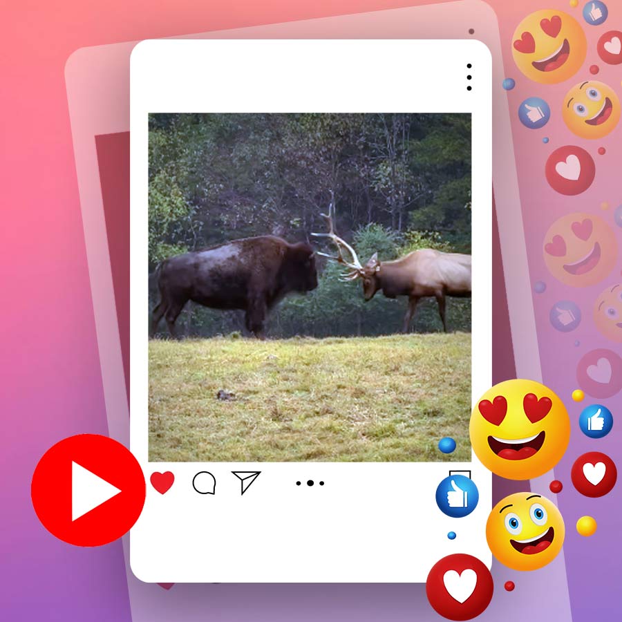 Video of bison playing with elk goes viral dgtl
