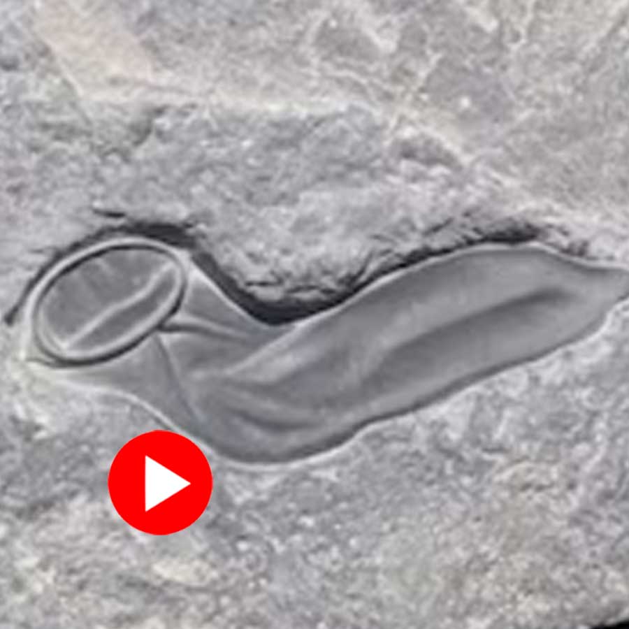 Video shows man finds bizarre Fossil inside rock, Internet reacted