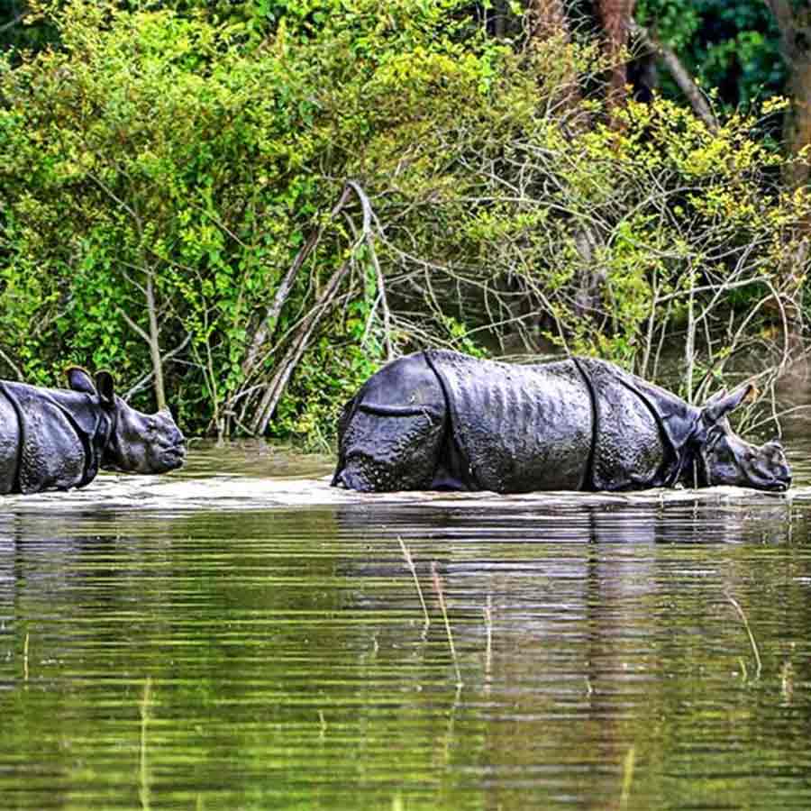 Only when there is an understanding of the usefulness and value of nature and wildlife can it be considered a resource