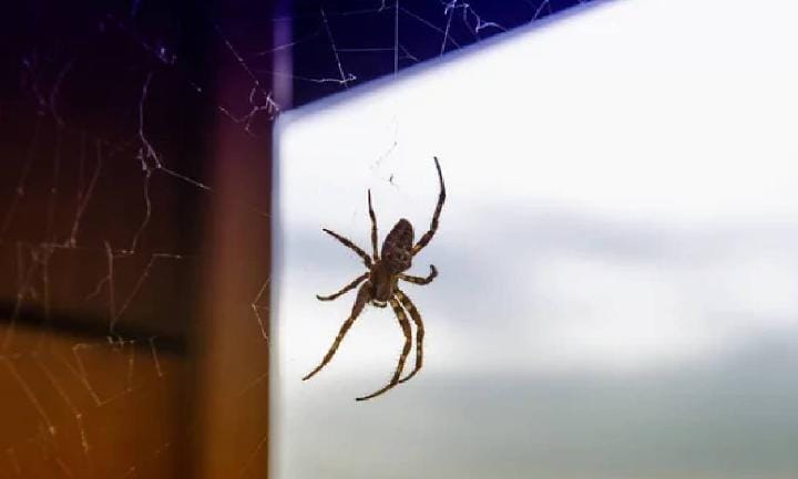 কালী পুজো আসছে! বাঙালির ঘরে এখন উৎসবের তোড়জোড়। চার দিকে আলো আর প্রদীপের সাজ, অথচ ঘরের কোণে উঁকি মারছে মাকড়সার জাল।