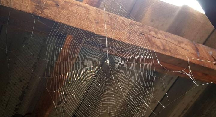 মাকড়সা, যাকে ইংরেজিতে বলে স্পাইডার, তারা নাকি পোকামাকড় নিয়ন্ত্রণে বেশ ভাল, কিন্তু উৎসবের আগে তাদের সেই 'এন্টারটেনমেন্ট' বাড়ির কর্তা বা গিন্নির চোখে একেবারেই আবেদন সৃষ্টি করে না। বরং ছাদের কোণায় জমে থাকা জাল আর এক ধরনের বোঁটকা গন্ধ যেন উৎসবের মেজাজকেই মাটি করে দেয়। 