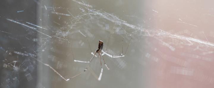 এ ক্ষেত্রে কঠিন রাসায়নিকের দিকে না গিয়ে ঘরোয়া উপায়েই কিন্তু এই আটপেয়ে শত্রুদের সঙ্গে বুদ্ধির লড়াই লড়া যেতে পারে।