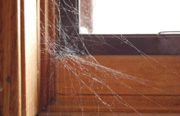 মাকড়সার জাল সরাতে প্রথমে নিয়মিত পরিচ্ছন্নতা বজায় রাখতেই হবে। বিশেষ করে ছাদের কোণ, আসবাবের তলা বা জানালার ধার, যেখানে তাদের আস্তানা গাড়তে ২৪ ঘণ্টারও কম সময় লাগে।