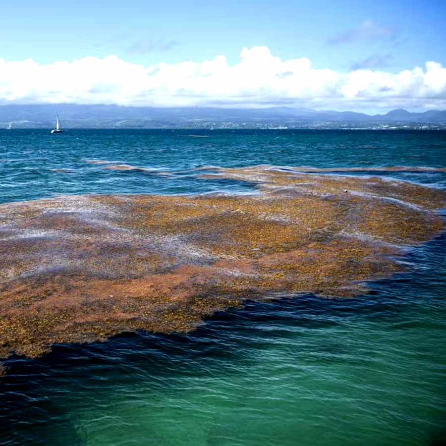 A massive belt of algae has been growing looks like a giant brown ‘ribbon’