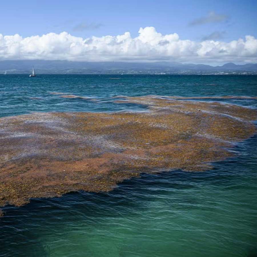 Great Atlantic Sargassum Belt