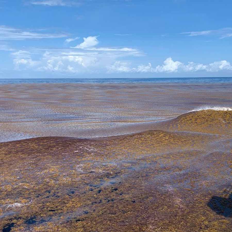 Great Atlantic Sargassum Belt