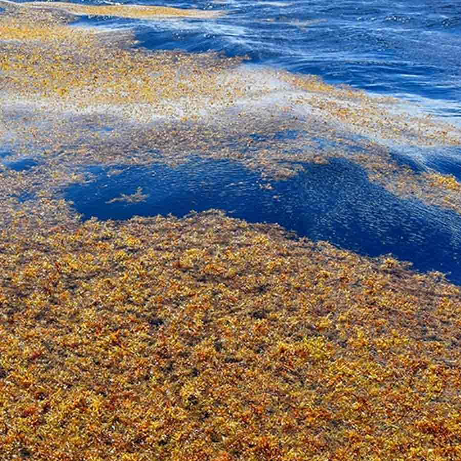 Great Atlantic Sargassum Belt