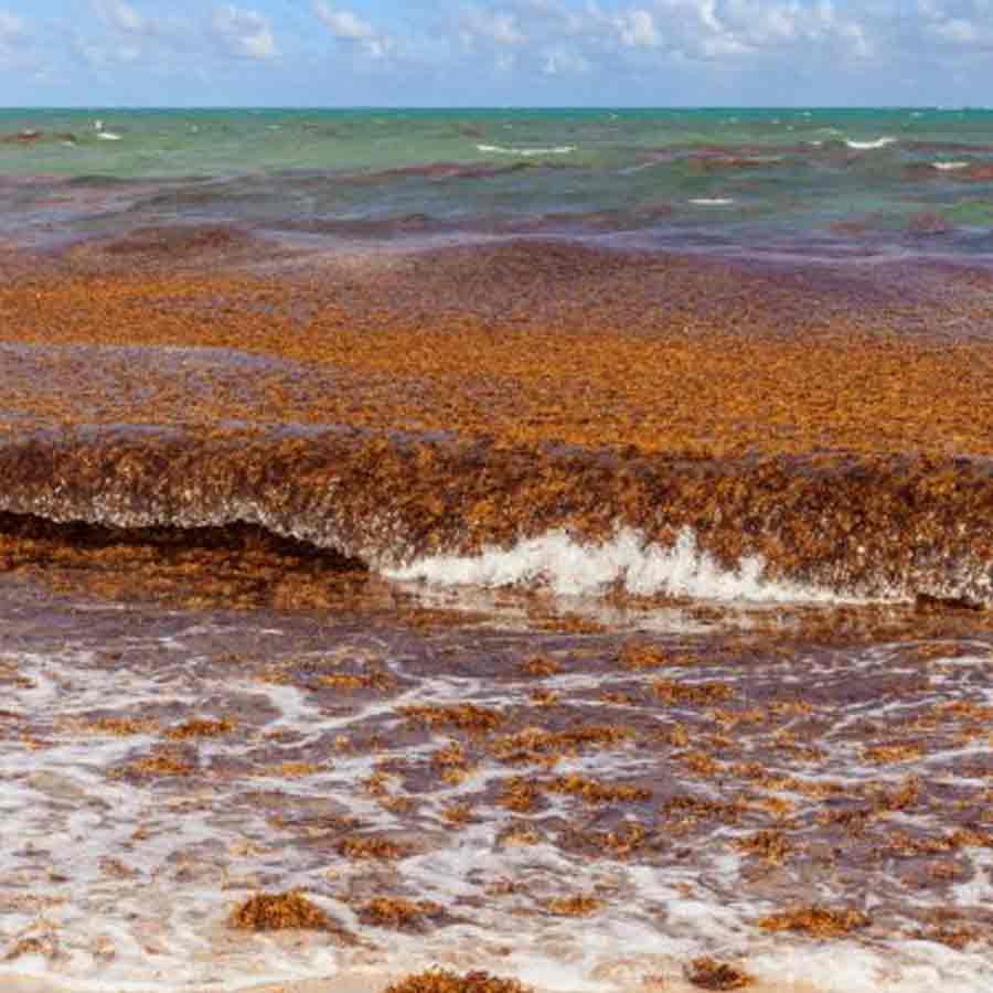 Great Atlantic Sargassum Belt