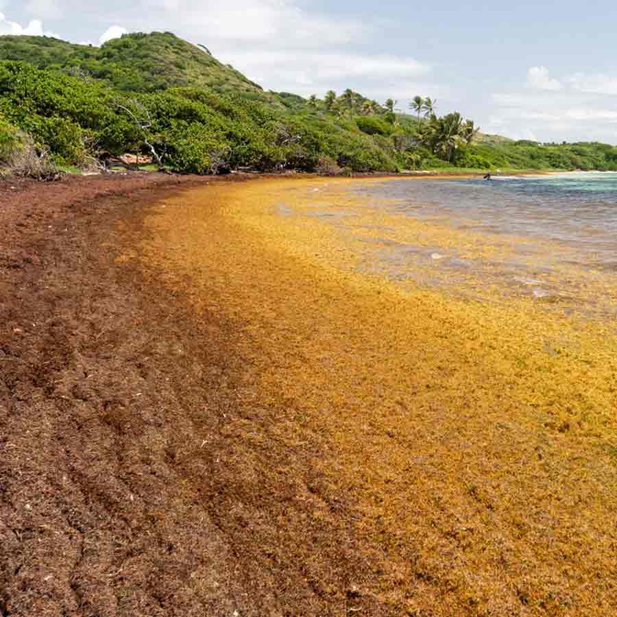 Great Atlantic Sargassum Belt