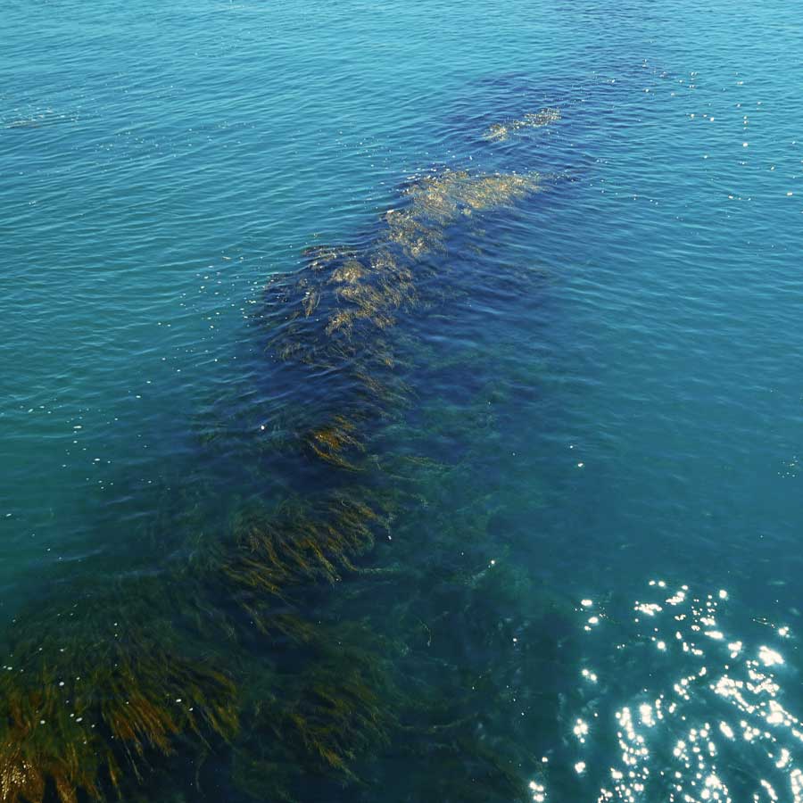 Great Atlantic Sargassum Belt
