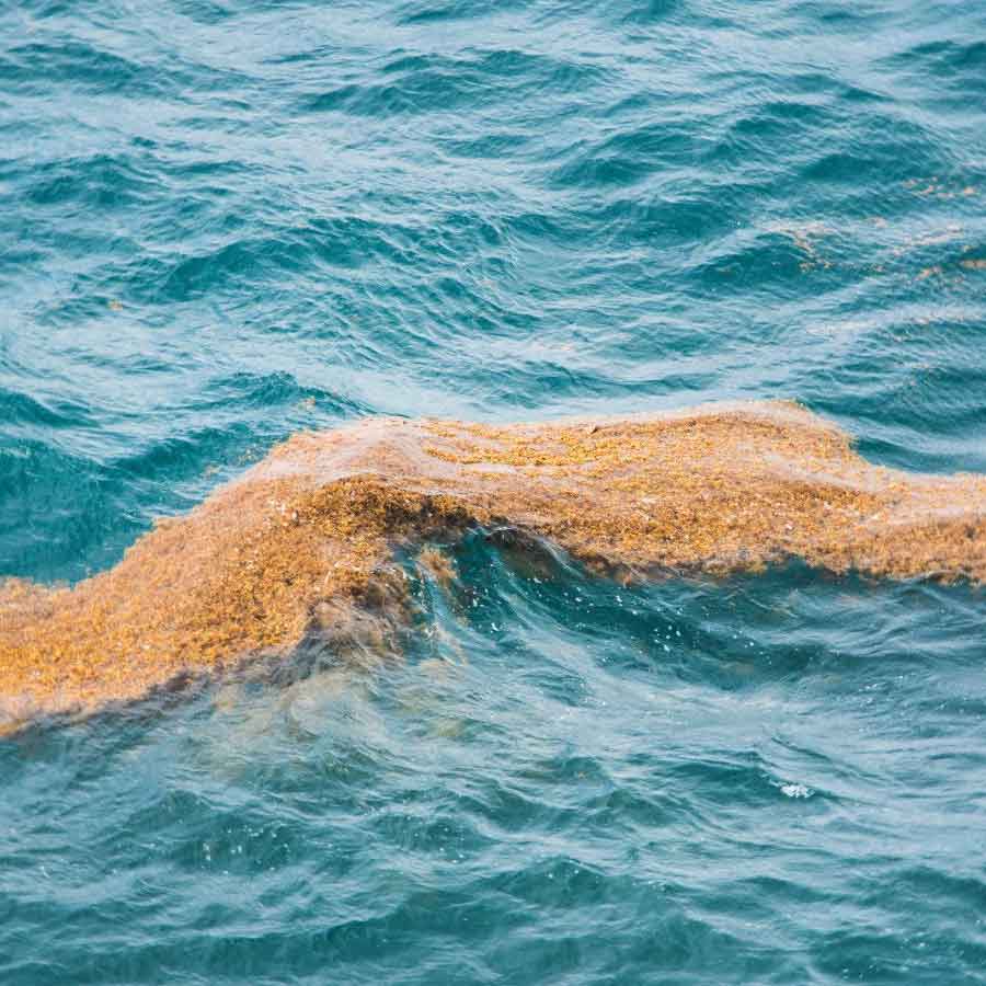 Great Atlantic Sargassum Belt