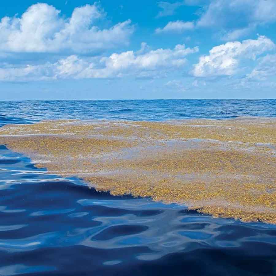 Great Atlantic Sargassum Belt