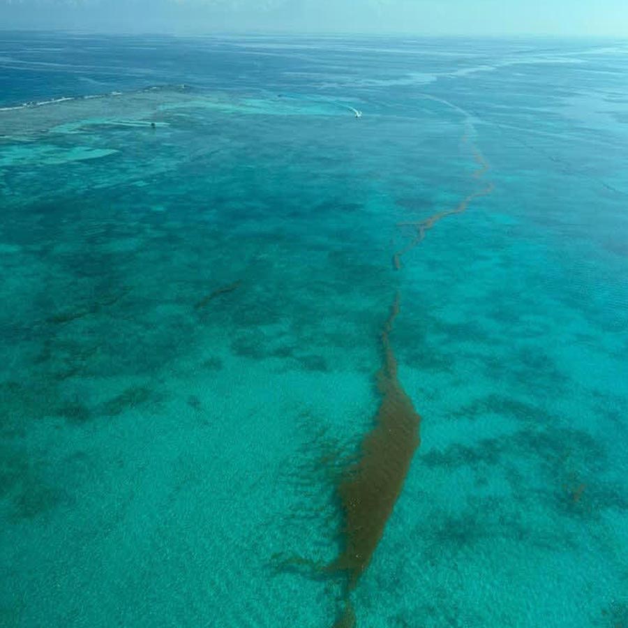 Great Atlantic Sargassum Belt