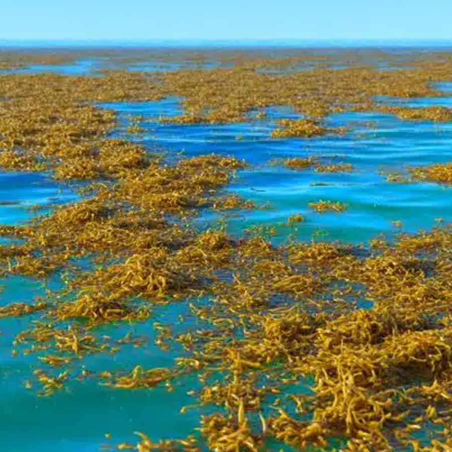 Great Atlantic Sargassum Belt